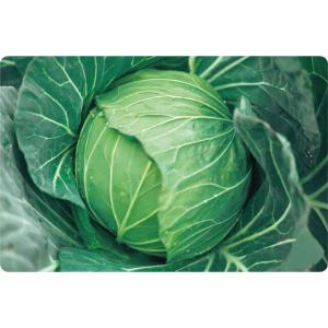 増田採種場　とくみつ　キャベツ種子　小袋