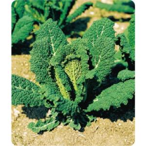 増田採種場　カーボログランリーフ(F1)　ケール種子　小袋
