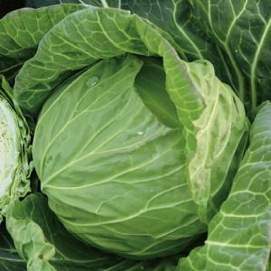日本農林 キャベツ きゃべつ NNS-C-91 PVP コート5000粒 : 種苗