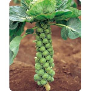 SK9-099 ブロッコリー種子 ペレット5000粒 【野菜種子】【サカタのタネ