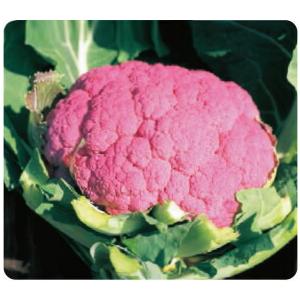 増田採種場 遠州あか花やさい カリフラワー種子 小袋 : 種苗・園芸