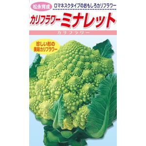 タキイ種苗 レタス ヒートガイ ペレット5000粒 : 種苗・園芸ショップ