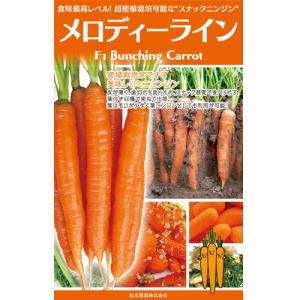 後は植えるだけ！ カット種芋 2キロ 丹波山の芋 タネイモ つくね芋