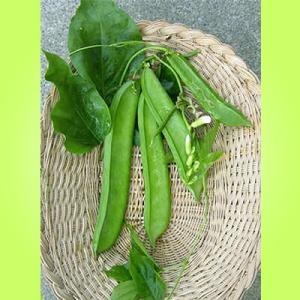 松永種苗 ナタマメ なたまめ 赤大刀豆 1L : 種苗・園芸ショップ