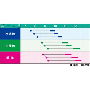 みかど協和 ダイコン 徳誉(とくほまれ) 500粒の詳細画像1