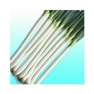 トキタ種苗 ネギ ねぎ 葱 大河の轟き コート5000粒 : 種苗・園芸