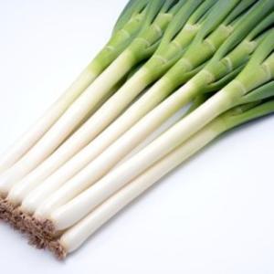 ネギ種子】ヴィルモランみかど 夏柱（なつばしら）ねぎ ペレット6千粒