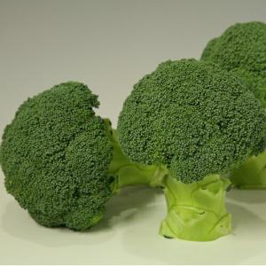 SK9-099 ブロッコリー種子 ペレット5000粒 【野菜種子】【サカタのタネ