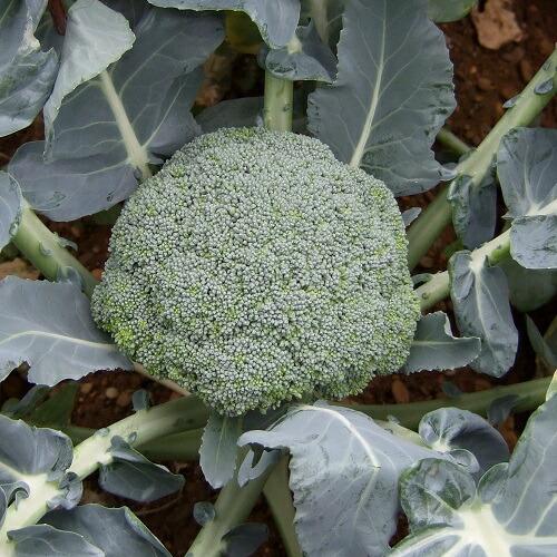 みかど協和 ブロッコリー ジェットドーム　20ml