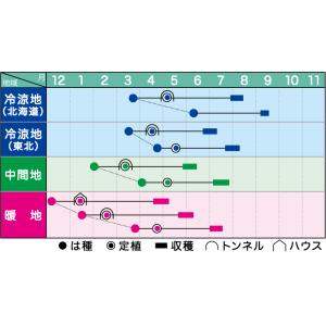 みかど協和 カボチャ 味早太(あじそうた) 100粒の詳細画像1