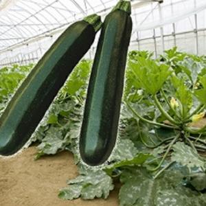 みかど協和 ズッキーニ 　KZ-2　小袋