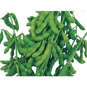 たね 武蔵野種苗園 エダマメ 錦秋(きんしゅう)　1dl