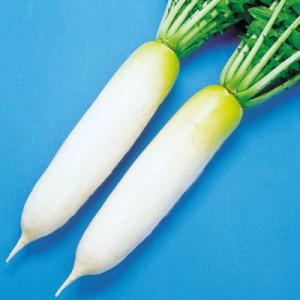 ナカハラのたね ダイコン 大根 与作大根 20ml