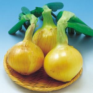 ジェットスター タマネギ 100g ジェットスター タマネギ 100g