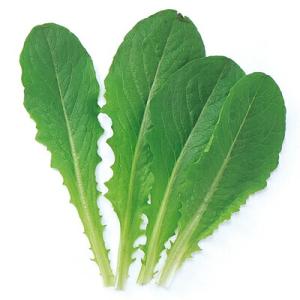 タキイ種苗 レタス ヒートガイ ペレット5000粒 : 種苗・園芸ショップ