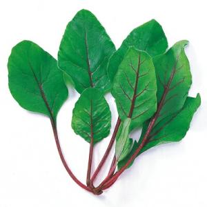 タキイ種苗 レタス ヒートガイ ペレット5000粒 : 種苗・園芸ショップ