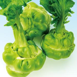 ナカハラのたね 中国野菜 貴州搾菜(玉タカナ)　コート小袋