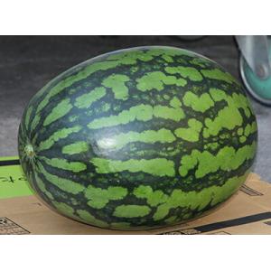 たね ナント種苗 スイカ 種子 羅 皇（らおう）小袋 : 種苗・園芸