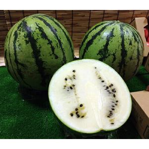 たね ナント種苗 スイカ  種子 クールチャージ潤（じゅん）小袋