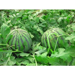 たね ナント種苗 スイカ 種子 羅 皇（らおう）小袋 : 種苗・園芸