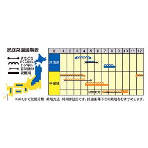 たね ナント種苗 スイカ 種子 愛娘ひなた(黄...の詳細画像2