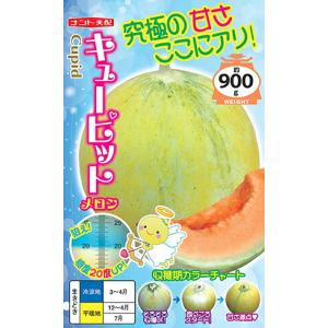 野菜種子 超高糖度メロン「キューピット」 30粒（ナント種苗）【送料
