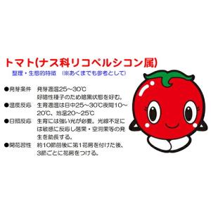 ナント種苗 トマトそのまんまdeミニトマト マ...の詳細画像2