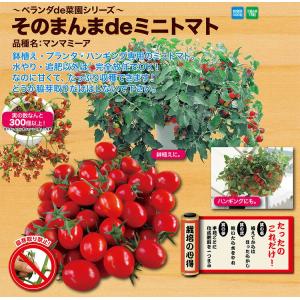 ナント種苗 トマトそのまんまdeミニトマト マ...の詳細画像3