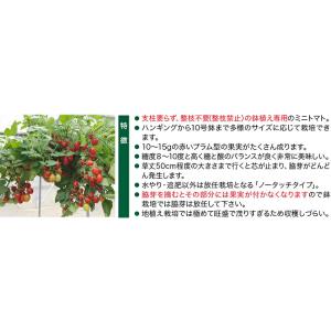 ナント種苗 トマトそのまんまdeミニトマト マ...の詳細画像4