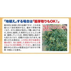 ナント種苗 トマトそのまんまdeミニトマト マ...の詳細画像5