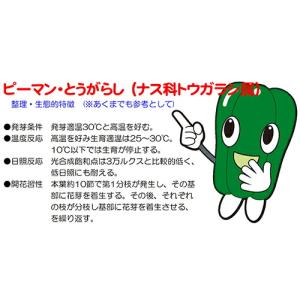 ナント種苗 ピーマン とんがりパワー(ジャンボ...の詳細画像3