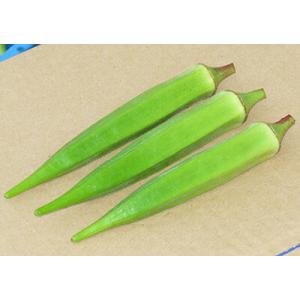 ナント種苗 オクラ アベルグリーン　1万粒