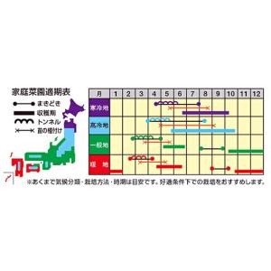 ナント種苗 ミニハクサイ めだか 小袋の詳細画像1