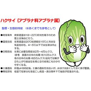 ナント種苗 ミニハクサイ めだか 小袋の詳細画像2