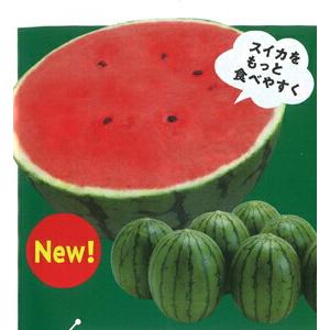 たね ナント種苗　小玉スイカ種子　ピノ・ガール　100粒