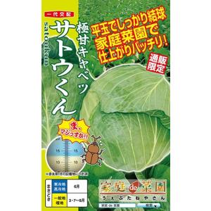 ナント種苗 キャベツ きゃべつ 甘藍　サトウくん　コート40粒
