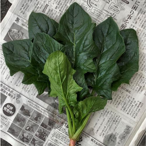 たね ナント種苗  ホウレンソウ 法蓮草 ほうれんそう　若鷹　80ml