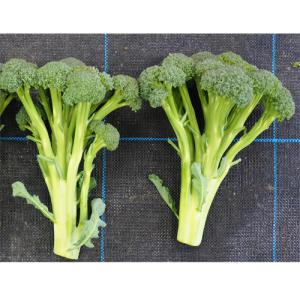 タキイ種苗 レタス ヒートガイ ペレット5000粒 : 種苗・園芸ショップ