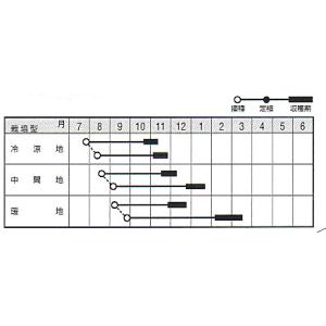 ナント種苗 ハクサイ 白菜 はくさい CR金鯱...の詳細画像1