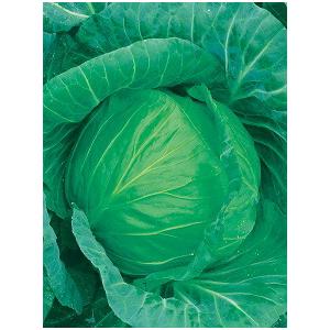 キャベツの種 TCA−422 ペレット5千粒 ( 野菜の種 ) : 菜園