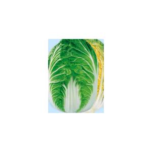 タキイ種苗 レタス ヒートガイ ペレット5000粒 : 種苗・園芸ショップ