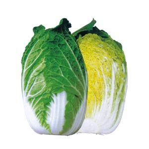 タキイ種苗 レタス ヒートガイ ペレット5000粒 : 種苗・園芸ショップ