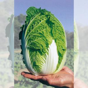 タキイ種苗 レタス ヒートガイ ペレット5000粒 : 種苗・園芸ショップ