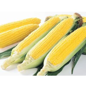 野菜の種/種子 ゴールドラッシュ88・とうもろこし トウモロコシ 2000粒