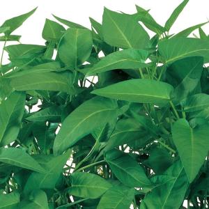 サカタのタネ 中国野菜 エンサイ（空心菜）小袋