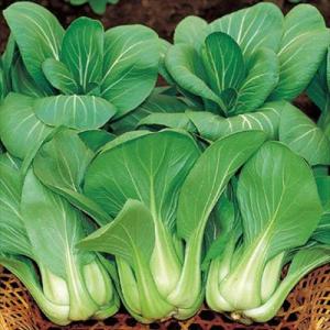 サカタのタネ チンゲンサイ 青梗菜 青帝 ペレット5000粒