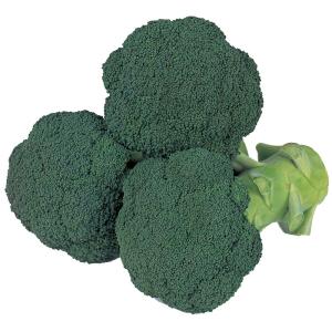 タキイ種苗 レタス ヒートガイ ペレット5000粒 : 種苗・園芸ショップ