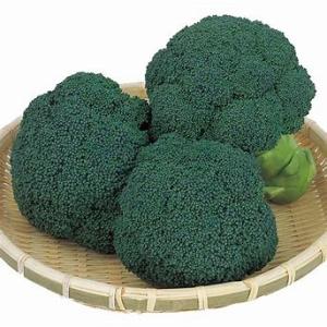 サカタのタネ ブロッコリー アーリーキャノン 2000粒 : 種苗・園芸