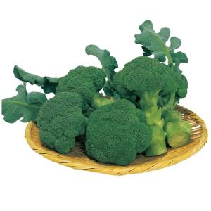 SK9-099 ブロッコリー種子 ペレット5000粒 【野菜種子】【サカタのタネ