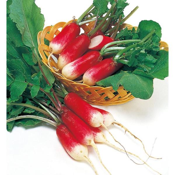 サカタのタネ ダイコン 大根 紅白 小袋